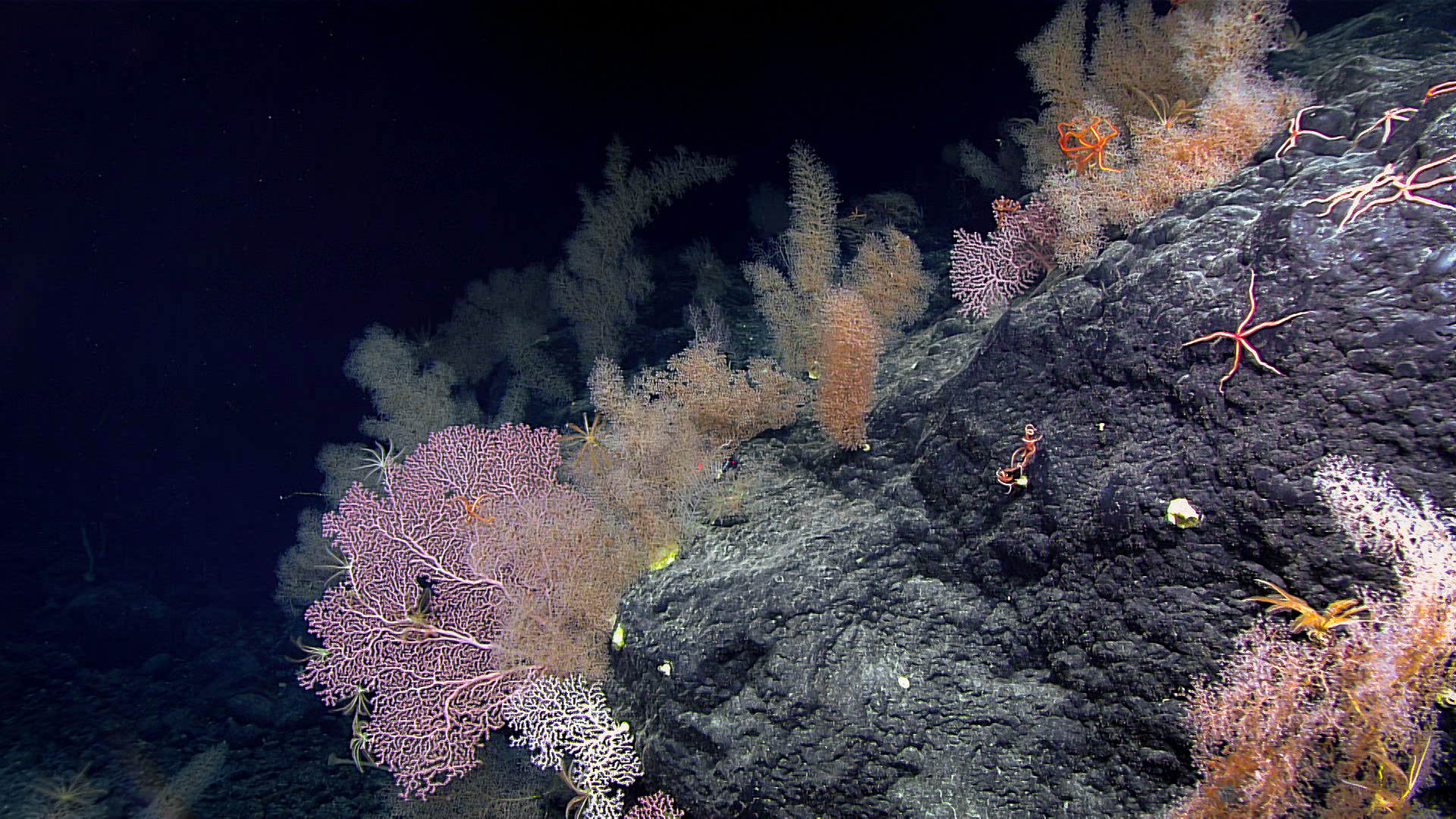 Deep sea coral garden at Sibelius Seamount - 2,465m depth