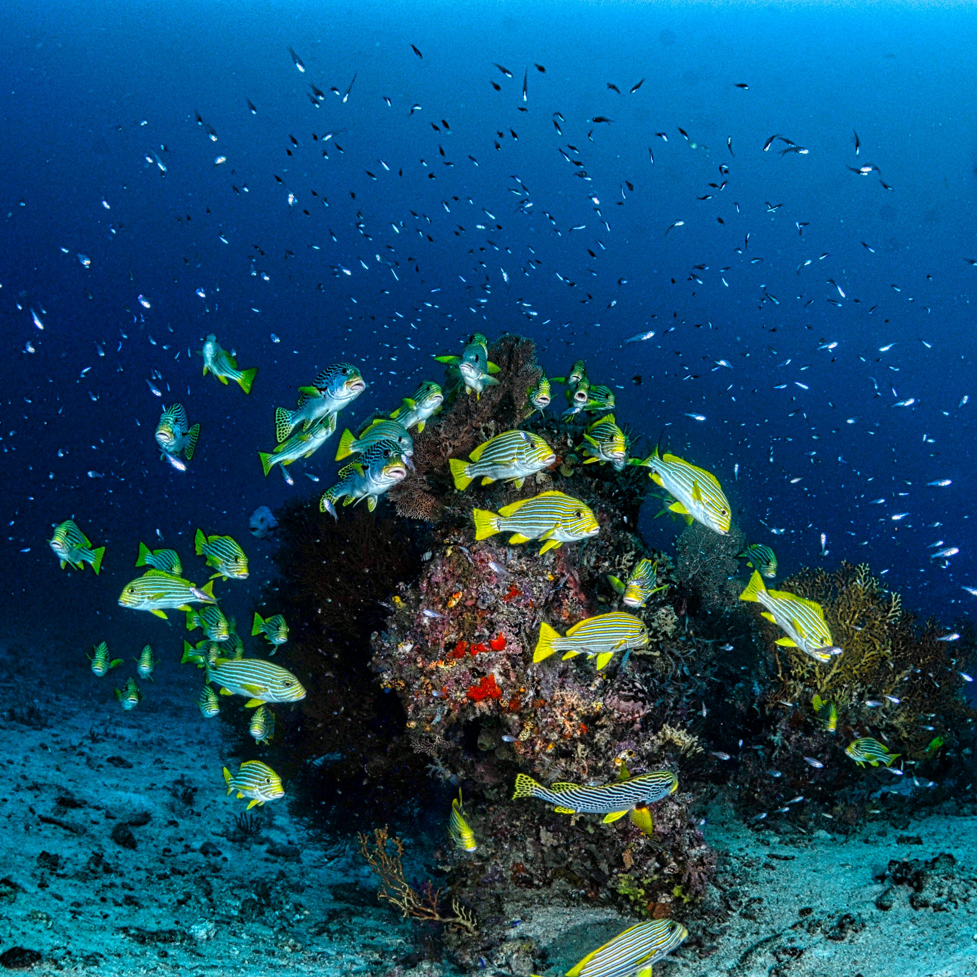 Colorful coral reef teeming with tropical fish in crystal clear waters